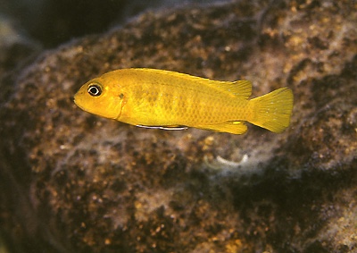 Chindongo heteropictus 'Chizumulu Island'